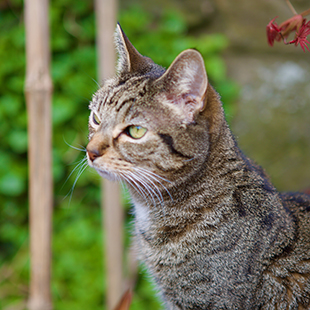 Tabby cat in garden